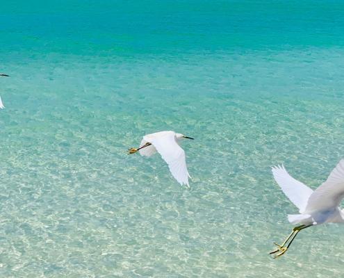 Beach Anna Maria Island
